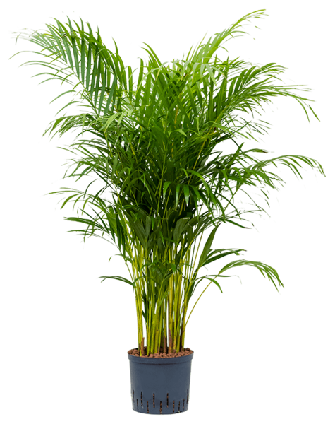 Hydroplant Dypsis