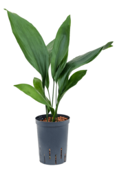Hydroplante Aspidistra Elatior