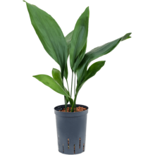 Hydroplante Aspidistra