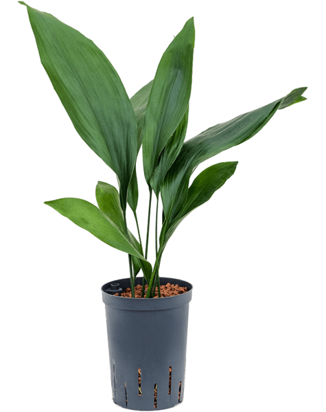 Hydroplant Aspidistra