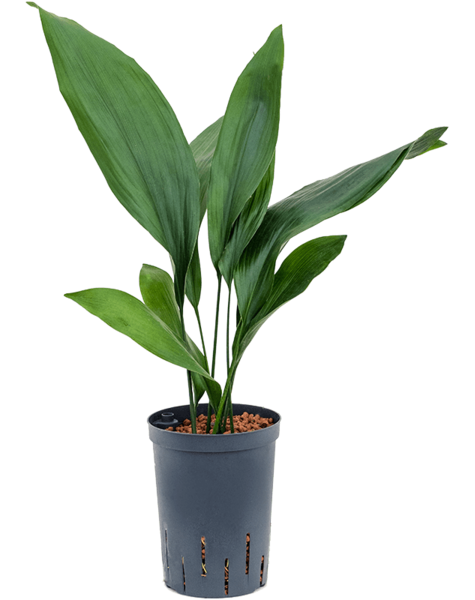 Hydroplante Aspidistra