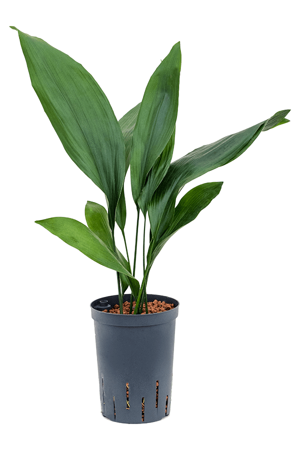 Hydroplant Aspidistra Elatior