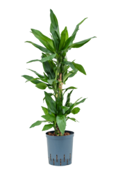 Hydroplante Dracaena Fragrans Burundii