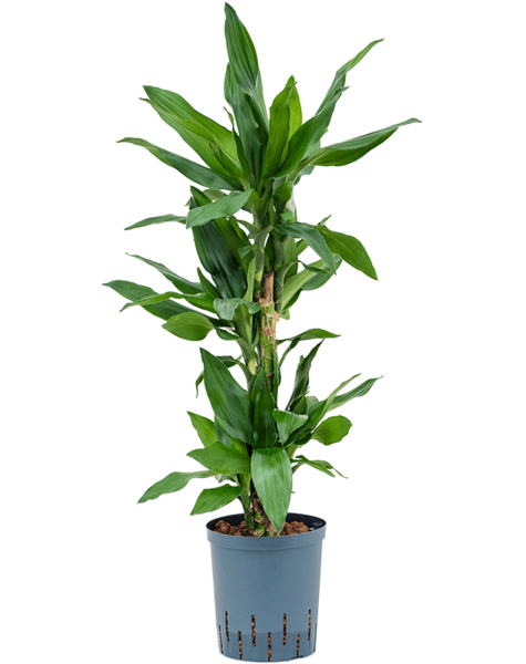 Hydroplante Dracaena