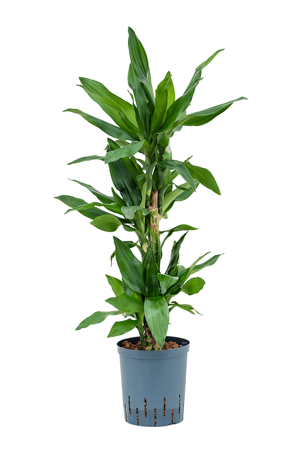 Hydroplante Dracaena Fragrans Burundii