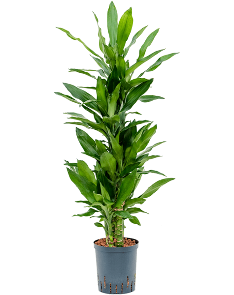 Hydroplante Dracaena