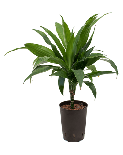 Hydroplante Dracaena