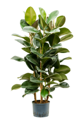 Plante hydroponique Ficus Elastica Robusta