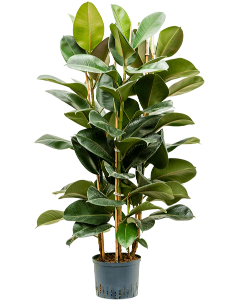 Plante hydroponique Ficus