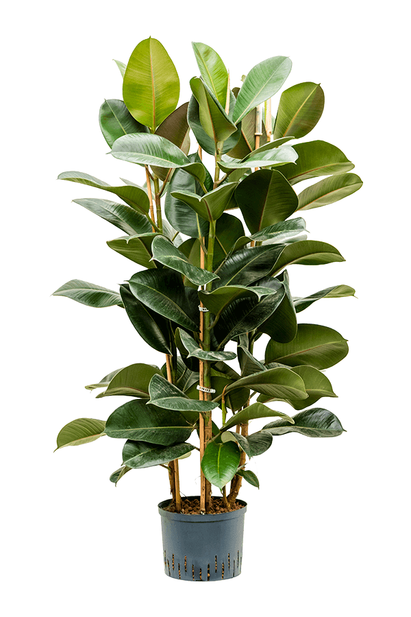 Plante hydroponique Ficus Elastica Robusta