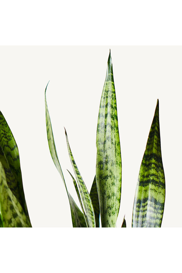 Hydroplante Sansevieria Zeylanica