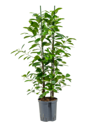 Hydroplante Ficus Microcarpa Moclame