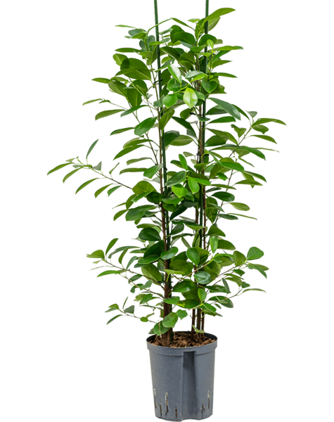 Hydroplant Ficus