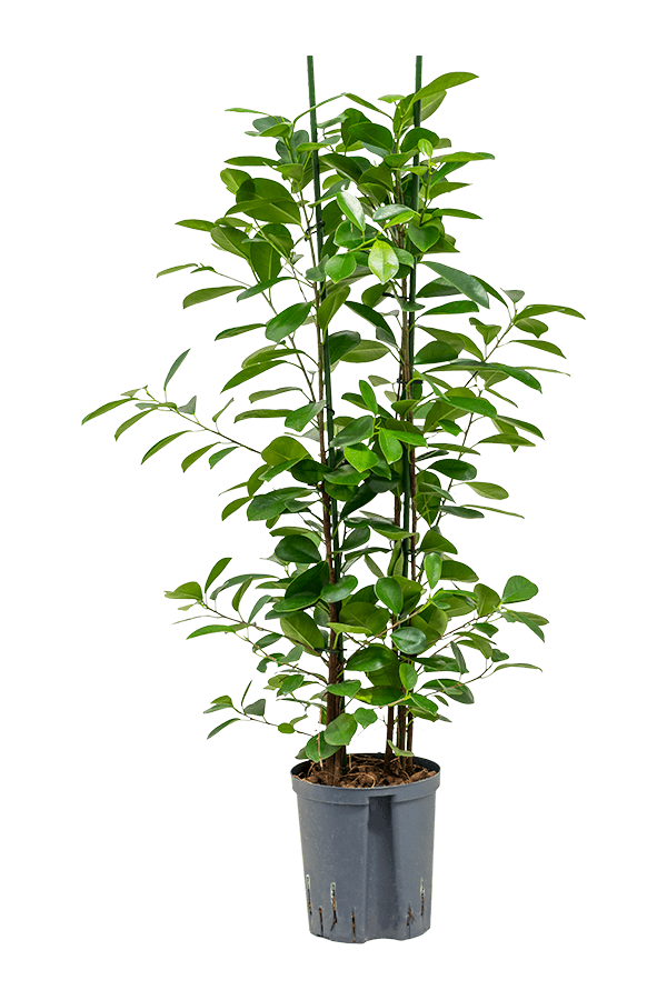 Hydroplant Ficus Microcarpa Moclame