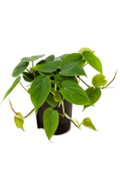 Hydroplante Philodendron Scandens