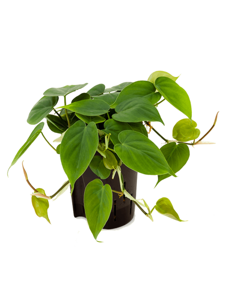 Hydroplante Philodendron