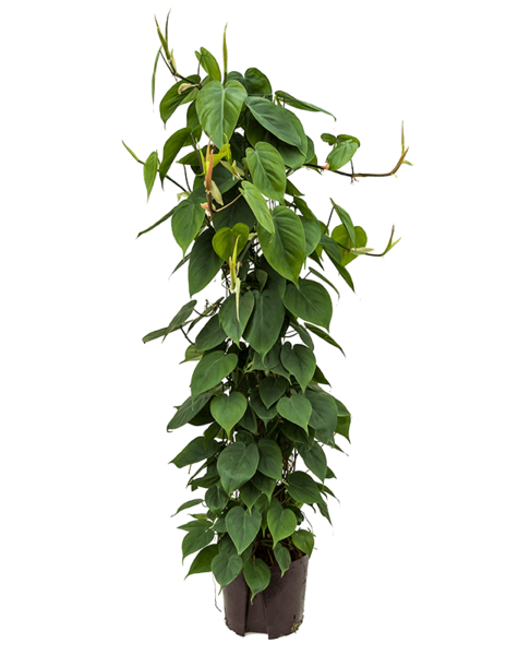 Plante hydroponique Philodendron