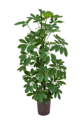 Hydroplant Schefflera Arboricola Compacta
