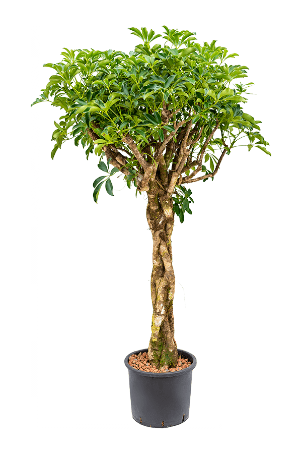 Hydroplant Schefflera Arboricola Compacta