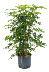 Hydroplant Schefflera Arboricola Compacta