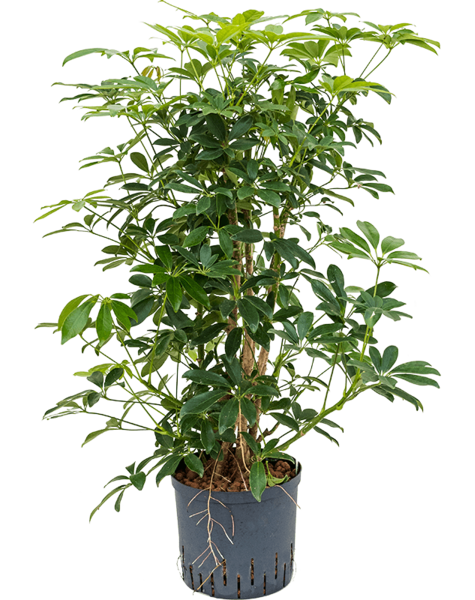 Hydroplant Schefflera