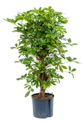 Hydroplant Schefflera Arboricola Gold Capella