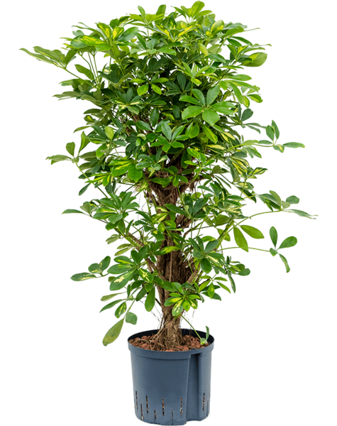 Hydroplant Schefflera