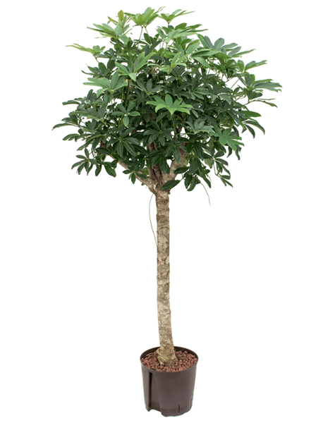 Hydroplant Schefflera
