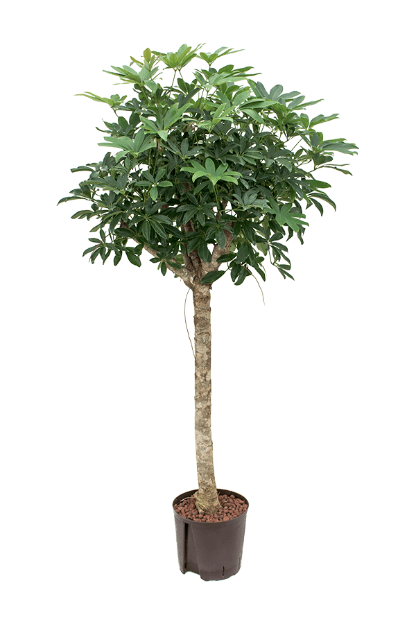 Hydroplant Schefflera Arboricola Compacta