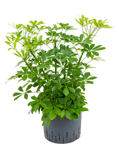 Hydroplant Schefflera