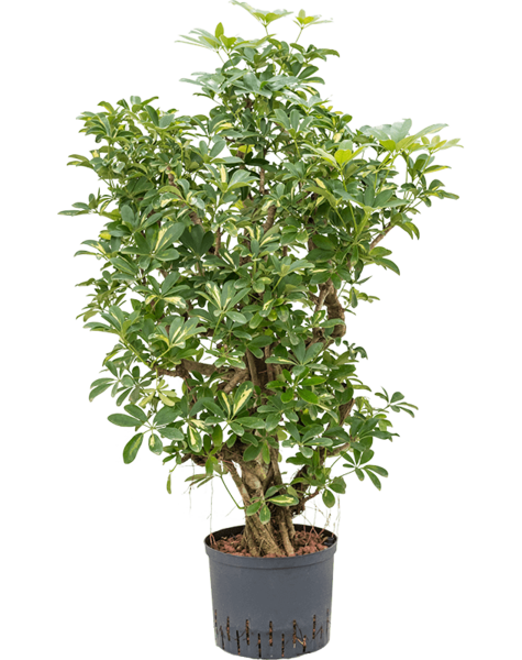 Hydroplant Schefflera