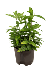 Hydroplante Dracaena Surculosa