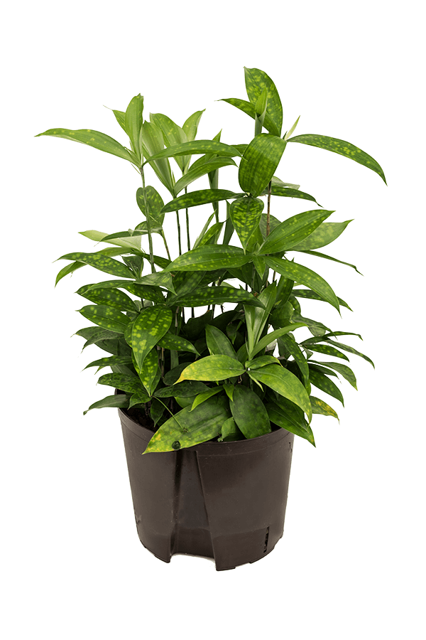 Hydroplant Dracaena Surculosa