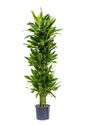 Hydroplant Dracaena Fragrans Golden Coast