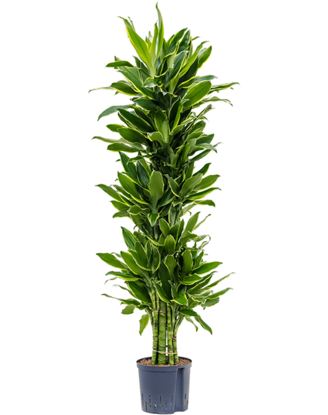 Hydroplante Dracaena