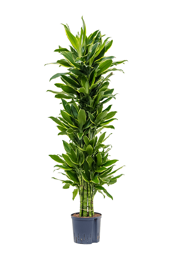 Hydroplant Dracaena Fragrans Golden Coast