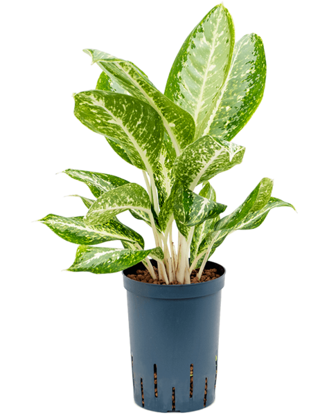 Hydroplante Aglaonema