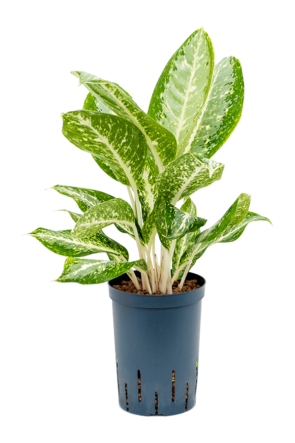 Hydroplant Aglaonema Milky Way