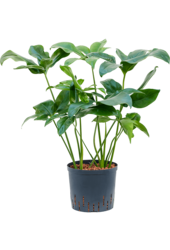 Hydroplant Philodendron Green Wonder