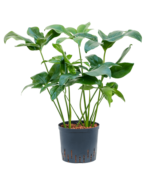 Hydroplant Philodendron