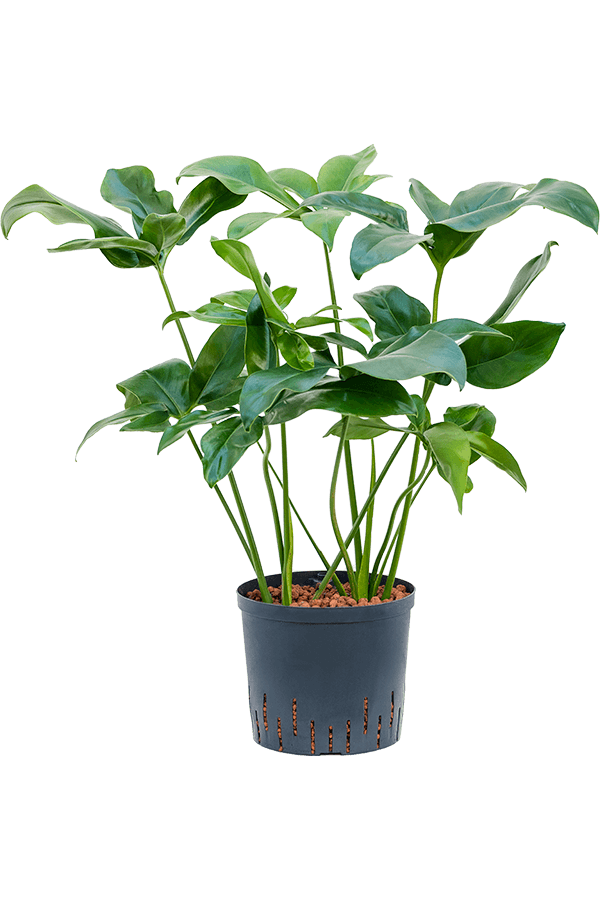 Hydroplant Philodendron Green Wonder