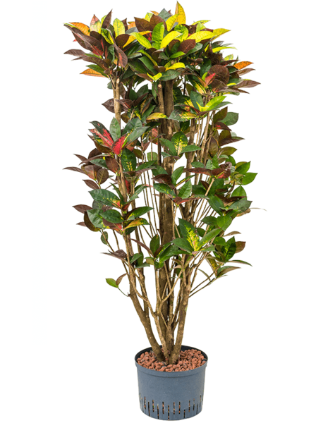 Hydroplant Croton