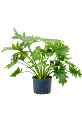 Hydroplante Philodendron Selloum