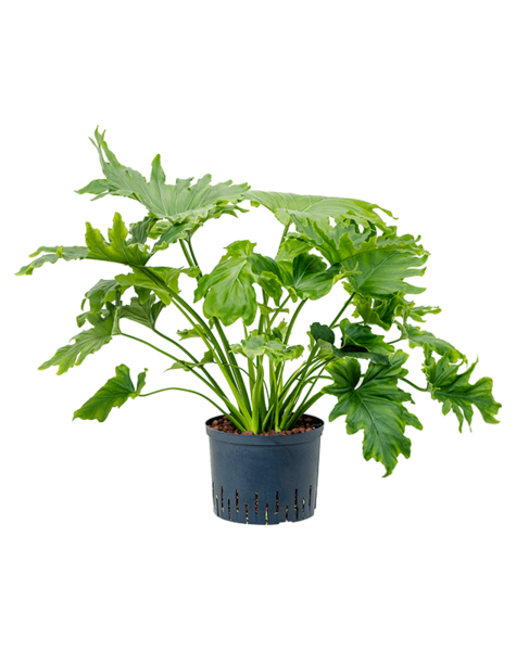 Hydroplante Philodendron