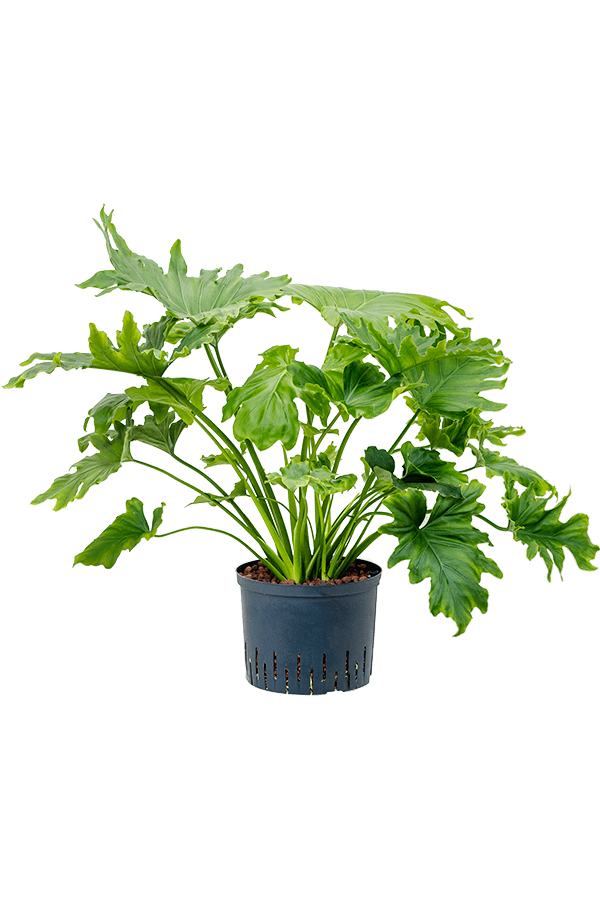 Hydroplant Philodendron Selloum