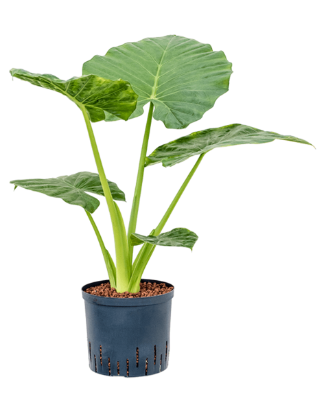 Hydroplante Alocasia