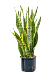 Hydroplante Sansevieria Trifasciata Laurentii