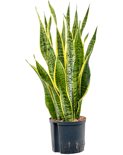 Hydroplante Sansevieria