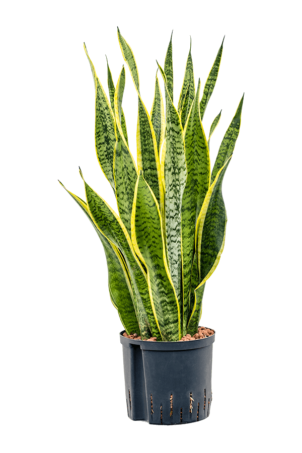 Hydroplante Sansevieria Trifasciata Laurentii