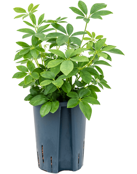 Hydroplant Schefflera